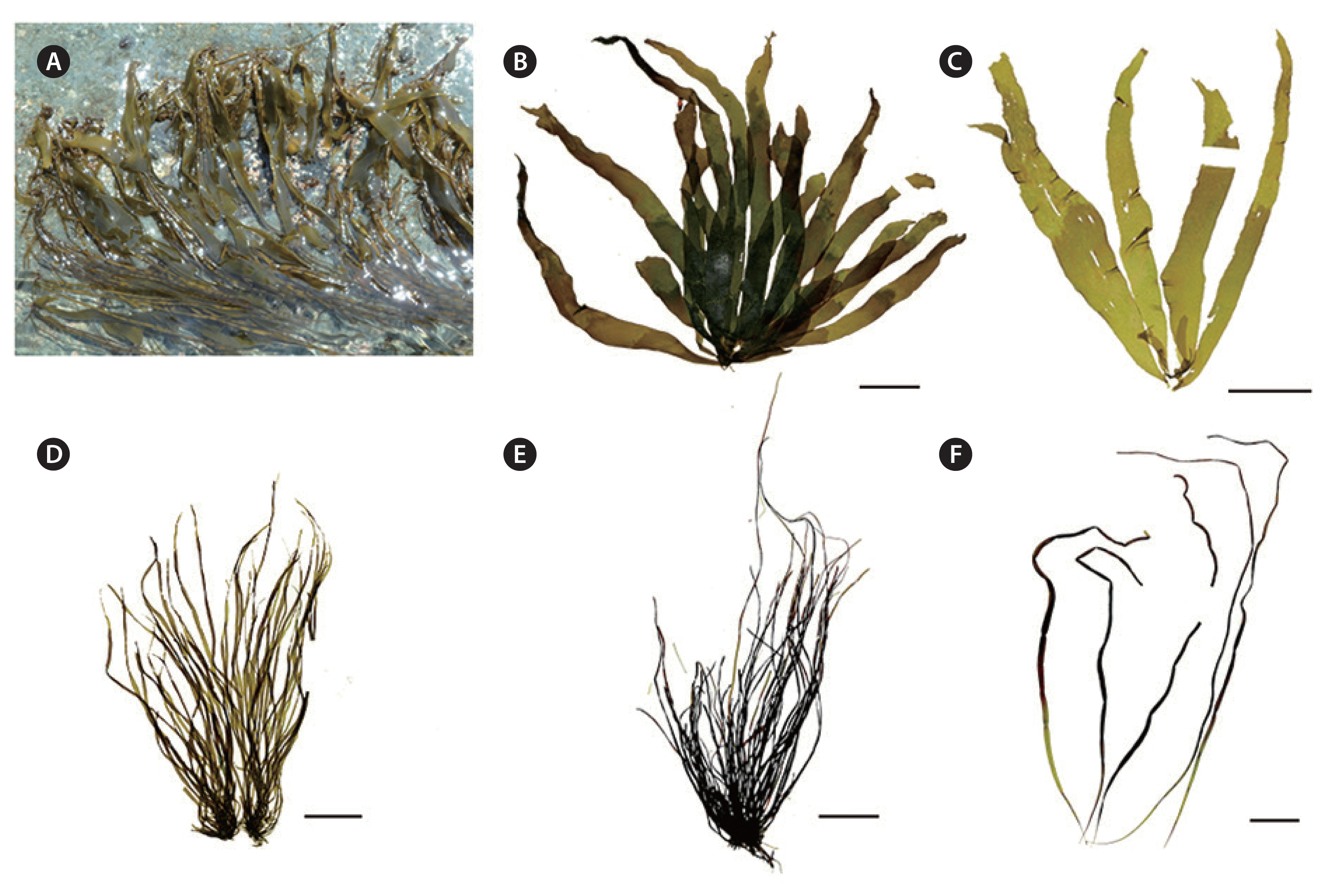 algae-2019-34-3-229f1.gif