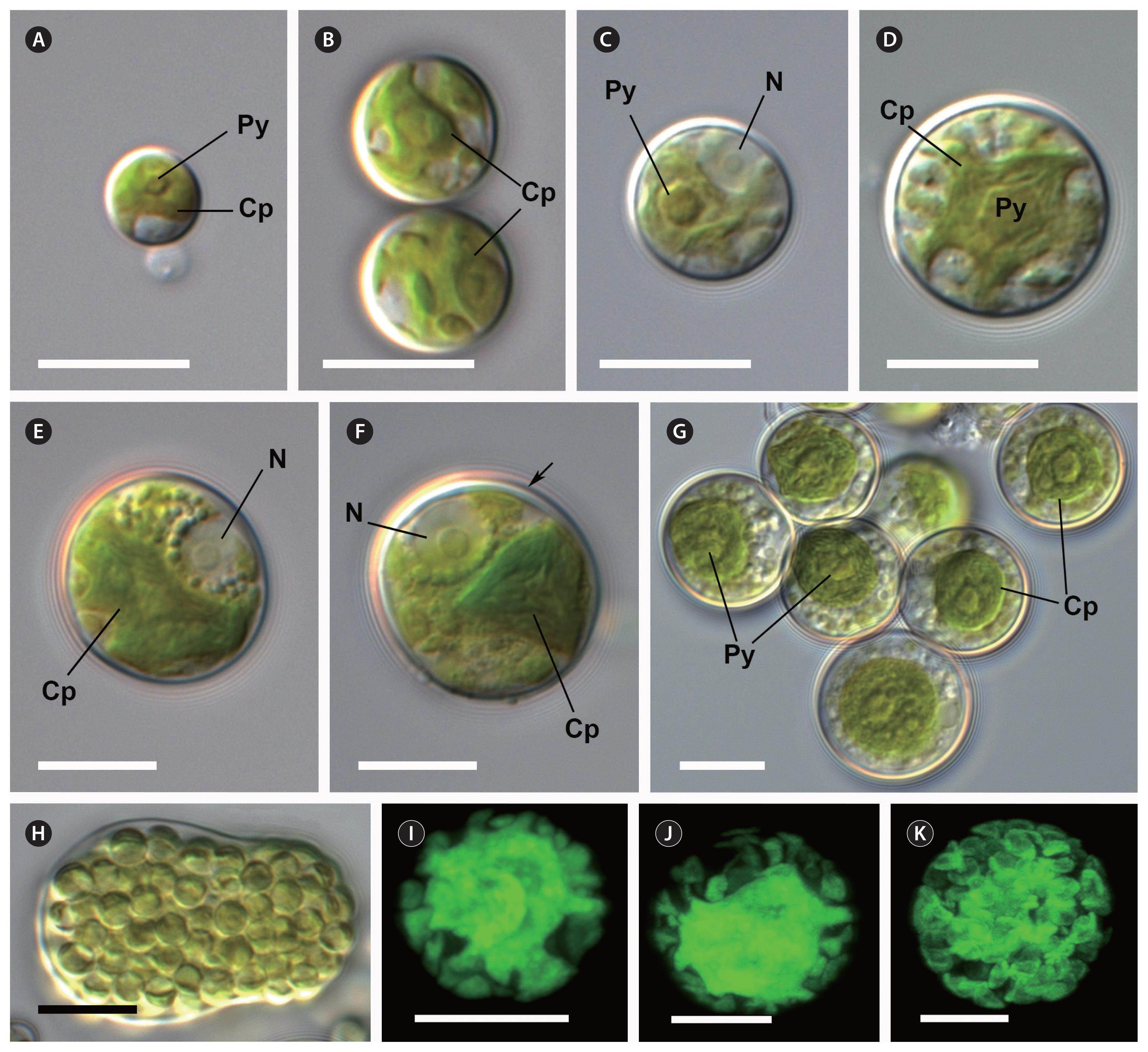 algae-2020-35-1-17f2.jpg