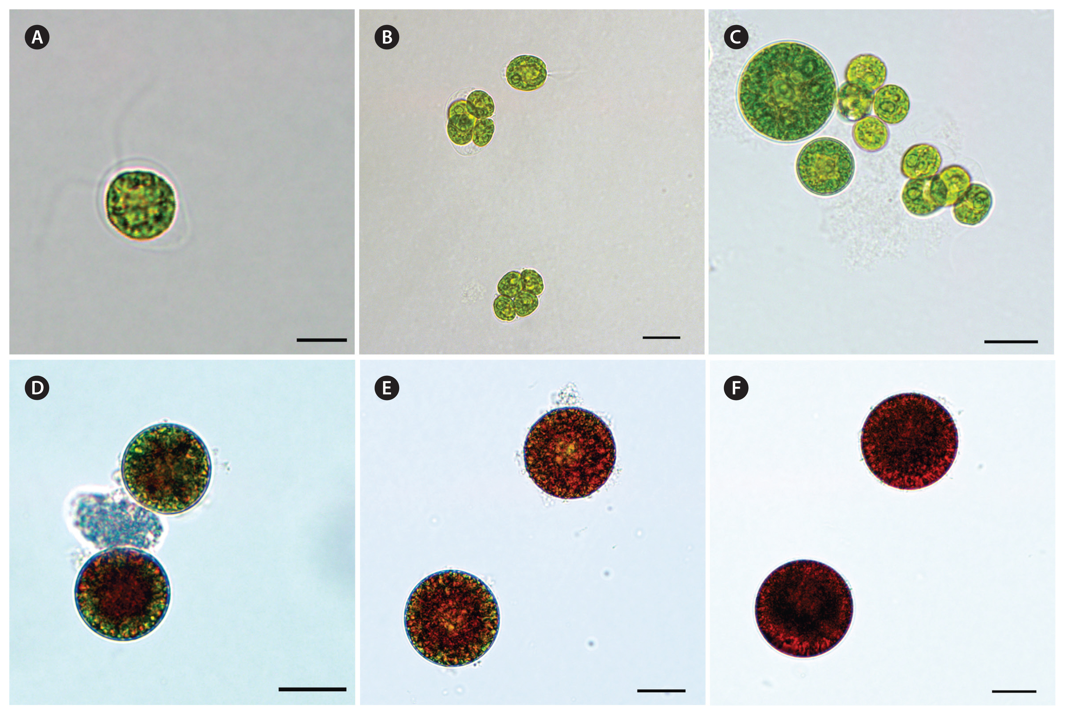 algae-2020-35-3-253f1.jpg