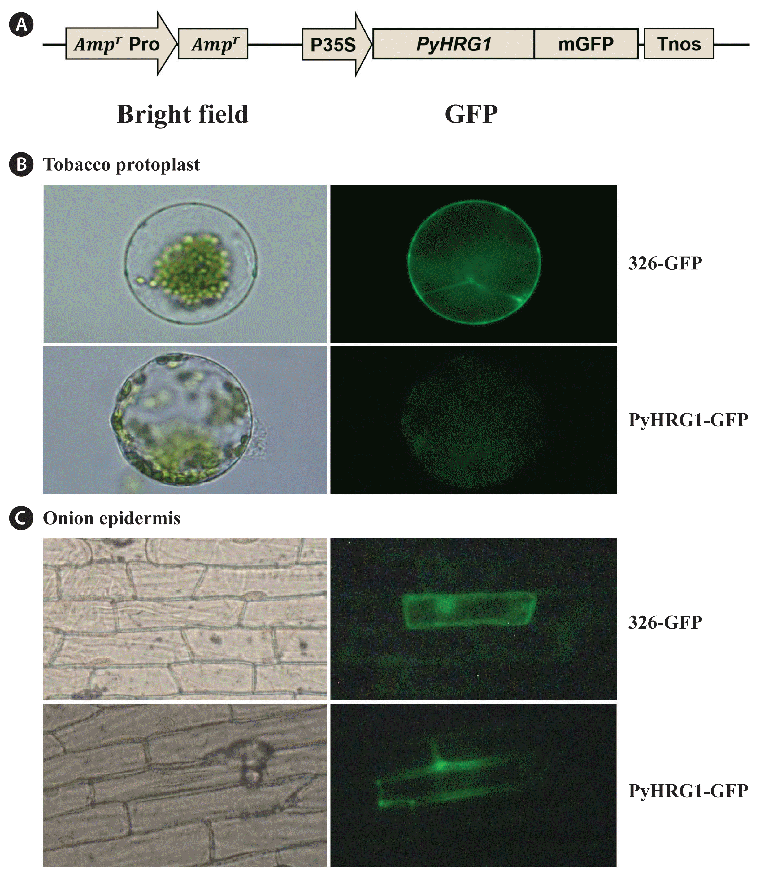 algae-2021-36-3-207f4.gif