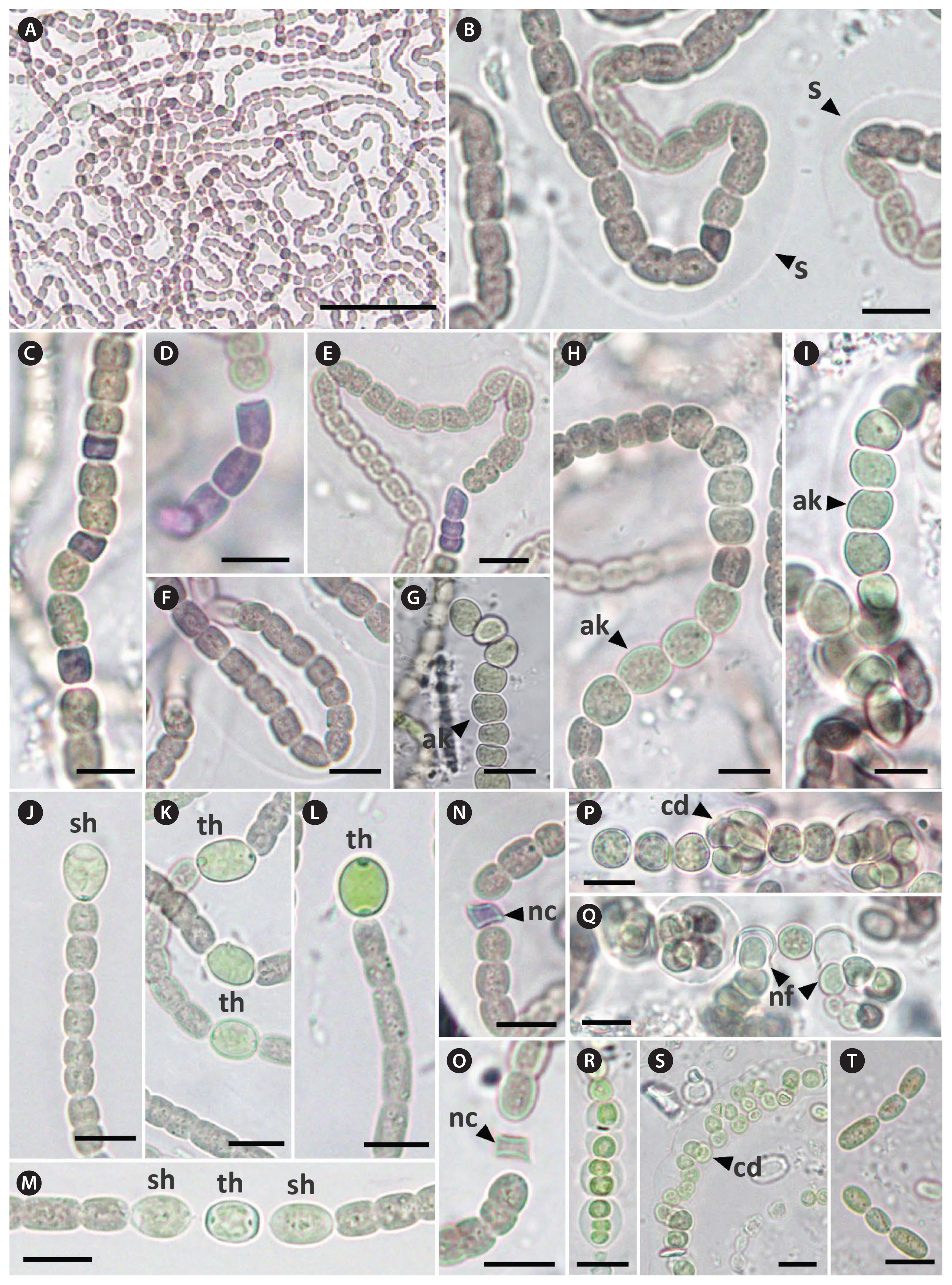 algae-2022-37-1-1f1.jpg